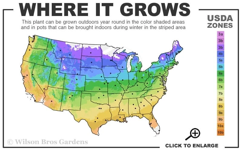 Maureen Columnar Yew (Taxus Hybrid) - 1 Gallon Pot 3 Maureen Columnar Yew (Taxus Hybrid) - 1 Gallon Pot - Image 3