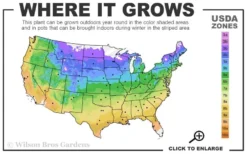 Maureen Columnar Yew (Taxus Hybrid) - 5 Gallon Pot -Cheap Green Garden Store usda zone map