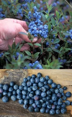 Wild Lowbush Blueberry Plant - 1 Gallon -Cheap Green Garden Store vaccinium angustifolium low bush blueberry 10