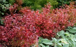 Wild Lowbush Blueberry Plant - 1 Gallon -Cheap Green Garden Store vaccinium angustifolium low bush blueberry 2