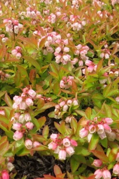 Wild Lowbush Blueberry Plant - 1 Gallon -Cheap Green Garden Store vaccinium angustifolium low bush blueberry 4