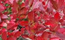 Wild Lowbush Blueberry Plant - 1 Gallon -Cheap Green Garden Store vaccinium angustifolium low bush blueberry 6