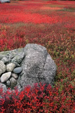 Wild Lowbush Blueberry Plant - 1 Gallon -Cheap Green Garden Store vaccinium angustifolium low bush blueberry 7