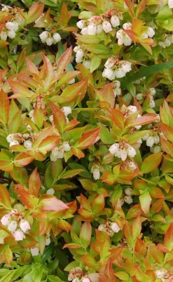 Wild Lowbush Blueberry Plant - 1 Gallon -Cheap Green Garden Store vaccinium angustifolium low bush blueberry 9
