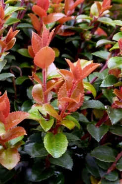 Evergreen Huckleberry (Vaccinium Ovatum) -3 Gallon Pot -Cheap Green Garden Store vaccinium ovatum evergreen huckleberry 10