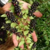 Evergreen Huckleberry (Vaccinium Ovatum) - 1 Gallon Pot