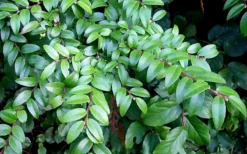 Evergreen Huckleberry (Vaccinium Ovatum) - 1 Gallon Pot -Cheap Green Garden Store vaccinium ovatum evergreen huckleberry 12 1