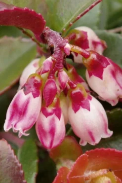 Evergreen Huckleberry (Vaccinium Ovatum) - 1 Gallon Pot -Cheap Green Garden Store vaccinium ovatum evergreen huckleberry 4 1