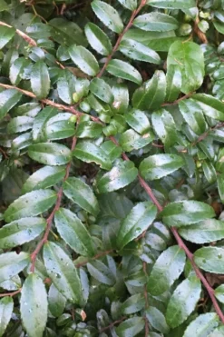 Evergreen Huckleberry (Vaccinium Ovatum) -3 Gallon Pot -Cheap Green Garden Store vaccinium ovatum evergreen huckleberry 7