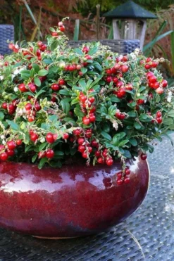 Red Candy Ligonberry (Vaccinum Vitis-idaea) - 1 Gallon