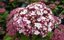 Spirit Viburnum - 3 Gallon Pot -Cheap Green Garden Store viburnum tinus spirit 1