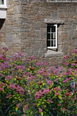 Spirit Viburnum - 3 Gallon Pot -Cheap Green Garden Store viburnum tinus spirit 7