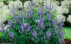 Blue Diddley Dwarf Chaste Tree (Vitex Agnus-castus) - 1 Gallon Pot -Cheap Green Garden Store vitex agnus castus blue diddley 20