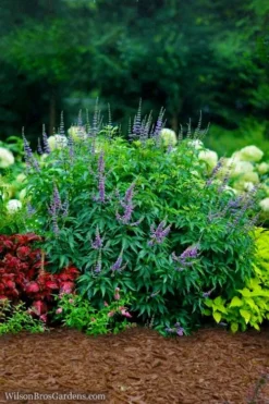 Blue Diddley Dwarf Chaste Tree (Vitex Agnus-castus) - 1 Gallon Pot -Cheap Green Garden Store vitex agnus castus blue diddley 22