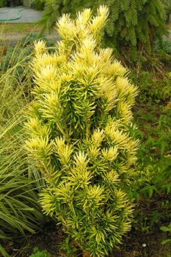 Korean Gold Plum Yew (Cephalotaxus) - 3 Gallon Pot -Cheap Green Garden Store yew korean gold 2 500x750 1