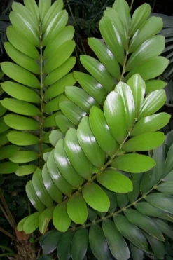 Coontie Palm (Zamia Pumila) - 7 Gallon Pot -Cheap Green Garden Store zamia pumila florida coontie 3