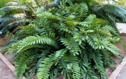 Coontie Palm (Zamia Pumila) - 7 Gallon Pot -Cheap Green Garden Store zamia pumila florida coontie 5
