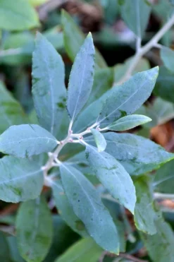 Woodlanders Blue Dusty Zenobia (Honeycup) - 1 Gallon Pot -Cheap Green Garden Store zenobia woodlanders blue 21