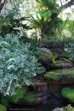 Woodlanders Blue Dusty Zenobia (Honeycup) - 3 Gallon Pot -Cheap Green Garden Store zenobia woodlanders blue 25 1