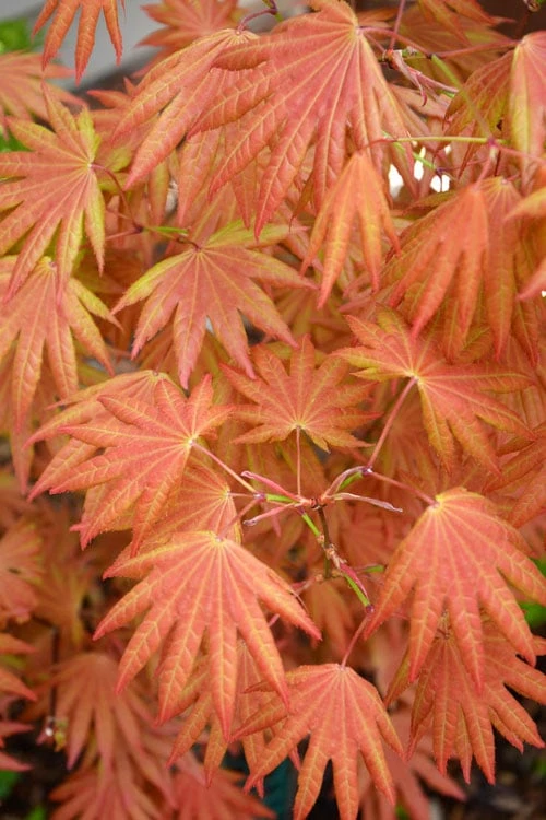 Cheap Green Garden Store 36 Cheap Green Garden Store -Cheap Green Garden Store Japanese Maple Autumn Moon 2