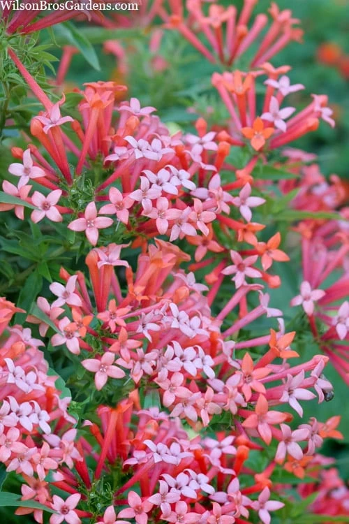Cheap Green Garden Store -Cheap Green Garden Store bouvardia estrellita little star firecracker bush 3